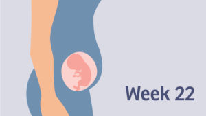 هفته بیست و دوم بارداری
